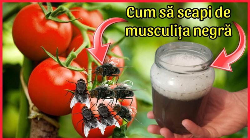 Cum să alegi cel mai bun produs antifungic pe bavaria-medical.ro în Romania