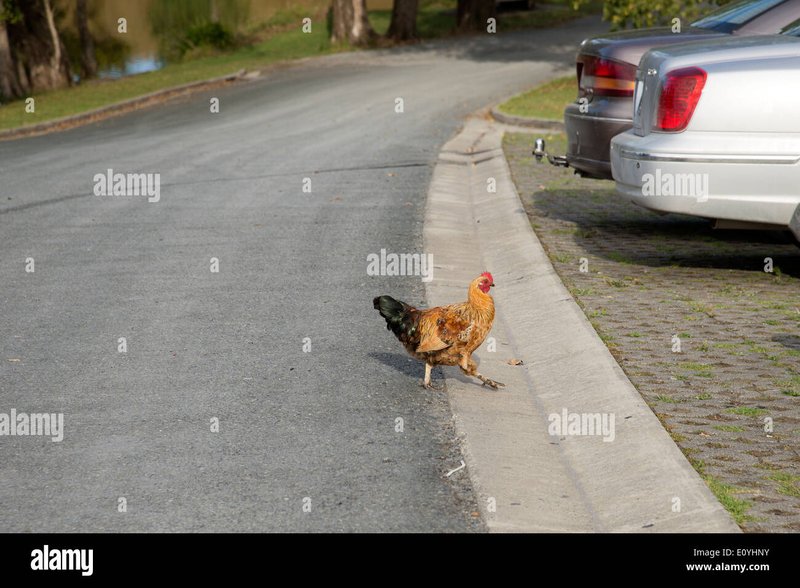 Todo sobre Jugar Chicken Road en España con Reputación Oficial