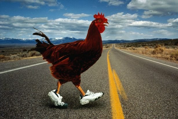 Panoramica di chicken road online